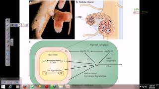 Nitrogen fixation