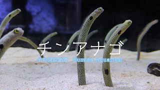 【チンアナゴ】すみだ水族館 #aquarium #tokyo skytree town #スカイツリー #東京4k #東京水族館 #アクアリウム