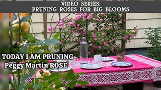 Peggy Martin Rose PRUNING🌹: Spring vs. Fall?