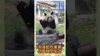 [每日最新]🛀泡澡配吃果果，尽享快乐熊生！😆🐼渝可渝爱 #大熊猫 #my #cute panda