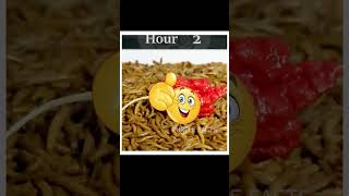 1000 MEALWORMS🪱 Vs CHILLY🌶️ சாப்பிட | Mealworm Experiment | facts in tamil only fact tamil #shorts