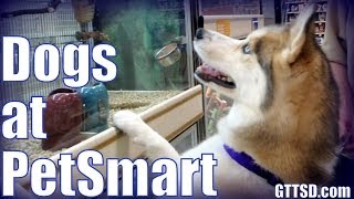 Siberian Husky shopping at PetSmart | Dogs go Shopping