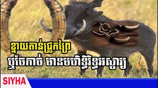 ខ្នាយតាន់ជ្រូកព្រៃ ឬចែកាច់ មានមហិទ្ធិរិទ្ធអស្ចារ្យ