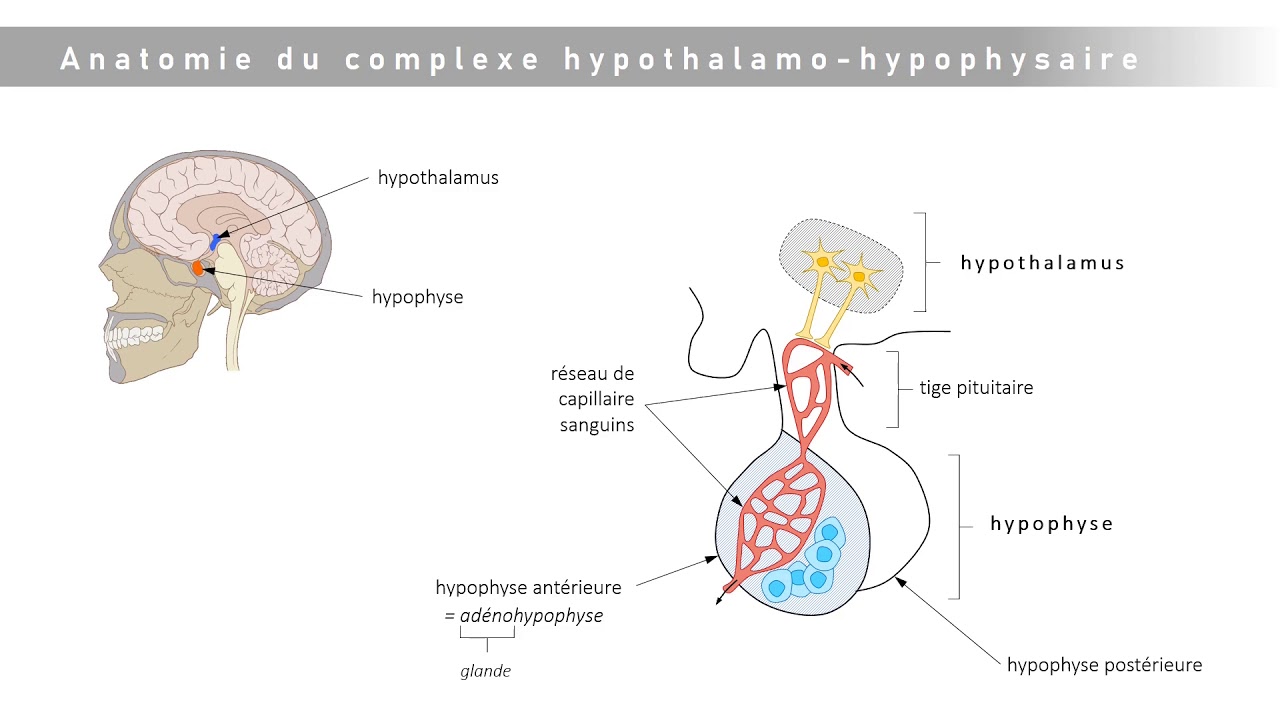 Le Complexe Hypothalamo-hypophysaire - YouTube