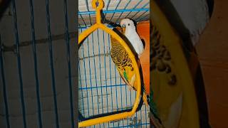 🐦 Beautiful Darood Ibrahim Recitation with Budgies | Peaceful \u0026 Cute Moments 🌿 #Birds #DaroodIbrahim