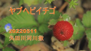 ヤブヘビイチゴ 矢田川の河川敷　20220511