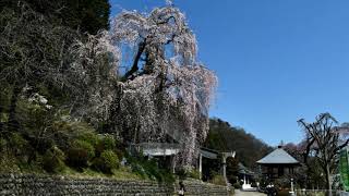 青梅市【梅岩寺・金剛寺の枝垂れ～桜 SAKURA】2021 3 24