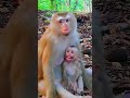 OMG What Happened? The Moment That Change Baby Monkey Face | Cute Jungle Monkey #funny #viralvideo