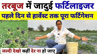 Magical fertilizer in watermelon 🍉Complete fertigation schedule | Watermelon fertigation schedule...