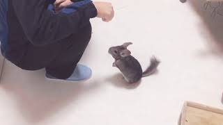 チンチラのジャンプ芸 Chinchilla tricks jump