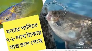 বন্যার পানিতে পুকুরের সব মাছ চলে গেছে ২০২২ ।Fisari | @yousufagro