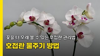 호접란 꽃을 오래 볼 수 있는 물주기방법 및 관리법