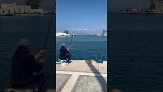 A fisherman and his cat Kos Greece #shortvideo #travel #youtubeshorts #cat #fishing