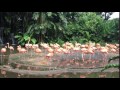 Flamingo in Jurong Bird Park | Singapore