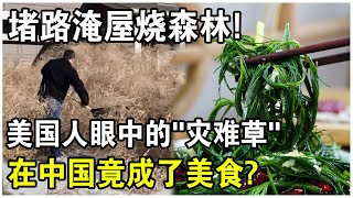 俄羅斯草“入侵”美國！堵路淹屋燒森林，花費百億仍氾濫成災的風滾草，在中國竟成了美食？