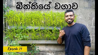 අඩු ඉඩකින් තාප්පයේ කංකුං වගාව (Vertical Farming Method)