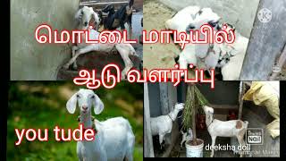 மொட்டைமாடியில்ஆடுவளர்ப்பு/ mottai mattail goatvalarpu/animals video/valarpu home goat/ deeksha doll