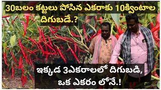 నాది #10ఎకరాల మిరప సాగు, #ఎకరాకు దిగుబడి #10క్వింటాలే.||  #ఇక్కడ 3ఎకరాలలో #దిగుబడి...ఒక #ఎకరంలోనే.!