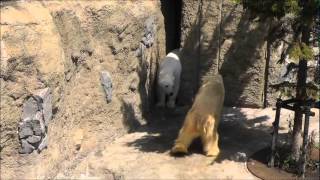 2012年5月22日　旭山動物園　ホッキョクグマ　イワンとピリカ1