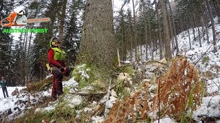 Felling of a 90cm Spruce