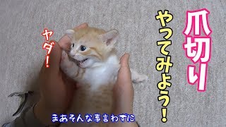 【子猫の成長記録】子猫の爪を切ってみました(生後28日目)