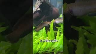 自宅の水槽のニューレインボースネークヘッド #熱帯魚 #アクアリウム #趣味 #aquarium #channa #スネークヘッド #channaandrao