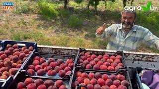 Şeftali Bahçemizde Doğanın Lezzetini Keşfedin! 🍑🌼