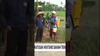 Dilanda Kekeringan, Ratusan Hektare Sawah Terancam Gagal Panen