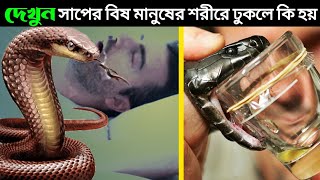 কি ঘটে সাপের বিষ মানুষের রক্তে মিশলে ? Snake Venom Vs Human Blood | Lushi's Tale