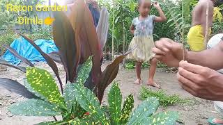 How to Croton \u0026 Flower plant cutting/পাতাবাহার গাছের কাটিং পদ্ধতি