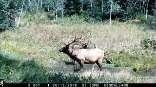 Wildlife along the Wasatch