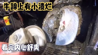 牛蹄内部溃烂发炎，走路都用不上力，师傅帮它耐心治疗