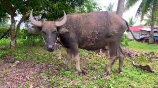 Family Buffalo Raising in Cambodia  ការចិញ្ចឹមក្របីជាលក្ខណៈគ្រួសារ