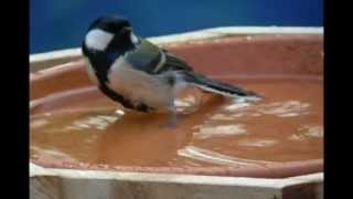 シジュウカラ＆メジロの水浴び♪(Japanese Tit)＆(Japanese White-eye)