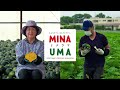 【minauma】原町区：半谷さん　生産者インタビュー