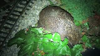 Meine Gartenbahn - Nächtlicher Besucher