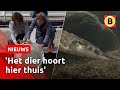 OERVIS STEUR is NA 70 JAAR terug in DE BIESBOSCH 🐟 | Omroep Brabant