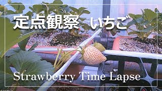 【定点観察】#4 いちごの実ができるまで。Strawberry Time Lapse