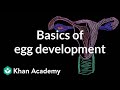 Basics of egg development | Reproductive system physiology | NCLEX-RN | Khan Academy