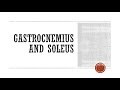 Gastrocnemius and Soleus Functional Anatomy