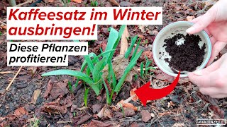 Kaffeesatz im Winter ausbringen - die Vorteile für deine Pflanzen auf einen Blick!