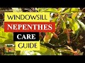 NO Frills! How to grow Nepenthes Pitcher Plants as Houseplants on the windowsill.