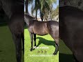 Extraordinario Futuro en este Potrillo Español 🐴🐴🐴