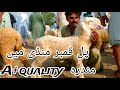 6 August 2024 | pull qambar mandi | pull qambar bakra mandi today | ismail goat farm