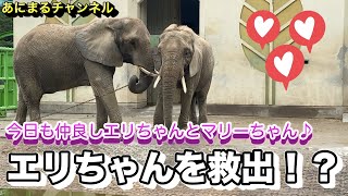 エリちゃんを救出！？アフリカゾウのエリちゃんとマリーちゃん【熊本市動植物園】