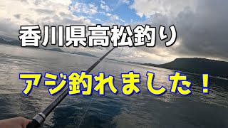 香川県高松　アジ釣れました！