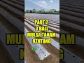 Jarang diketahui petani kentang, inilah cara agar umbi kentang besar besar