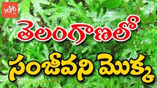 తెలంగాణలో సంజీవని మొక్క | #Sanjeevani Plants Found in Telangana | YOYO TV Channel