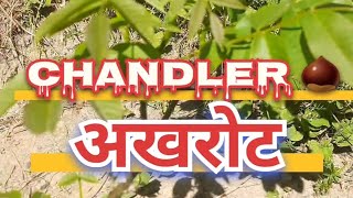 Chandler walnut (अखरोट)on Juglans Regia ROOTSTOCK 🌰 HDP PLANTATION IN HIMACHAL OF WALNUT NOW पॉसिबल