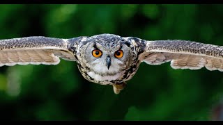 Owl Carousel 2 | Touch enabled jQuery plugin | JQUERY